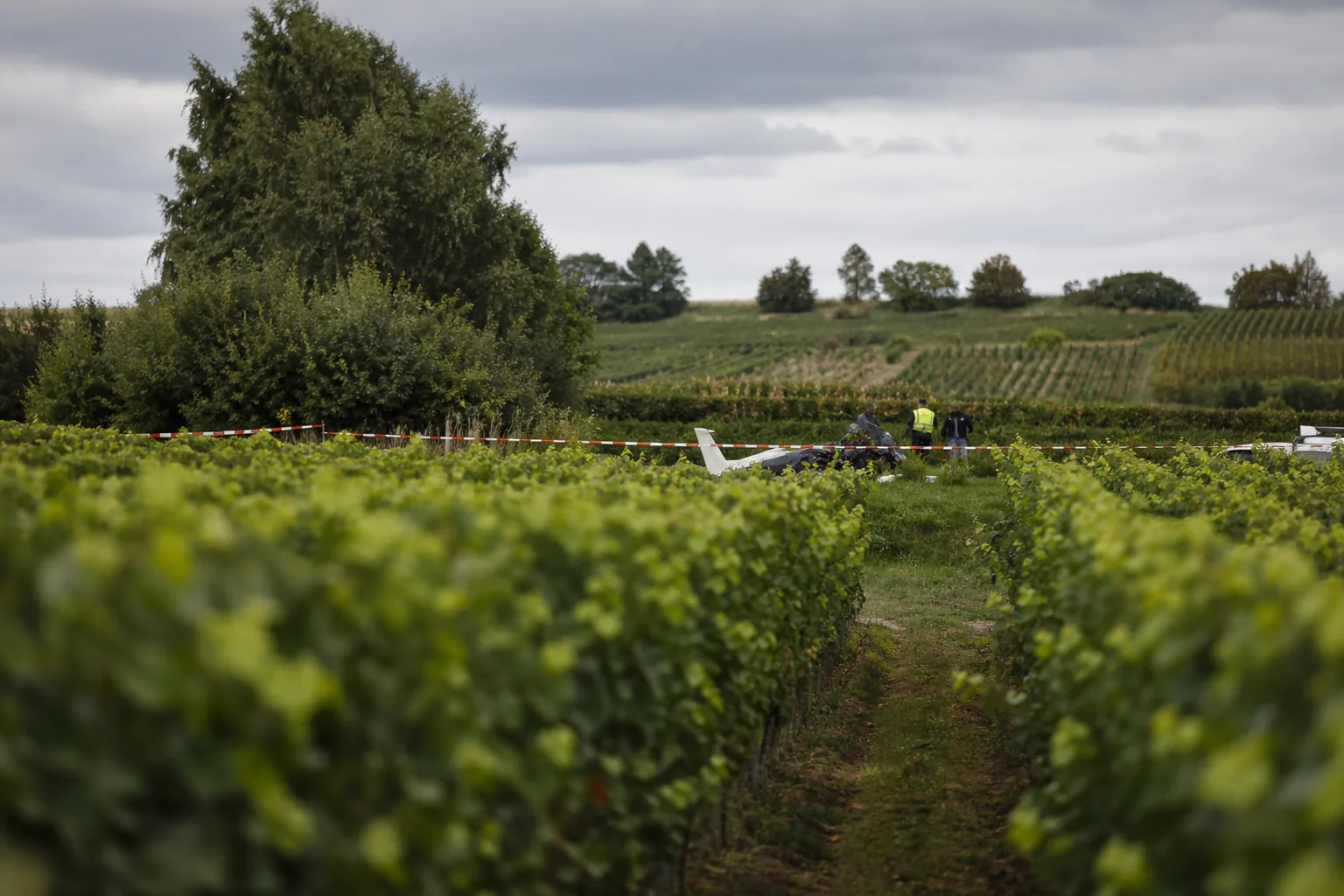 Symbolbild: Ein Weinberg in Baden-Württemberg steht im Mittelpunkt eines Einsatzes nach einem Flugzeugunglück.
